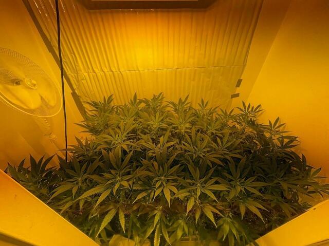 Die Drogenkriminalität boomt. Nun gelang der Exekutive ein Schlag gegen Suchtgifthandel in Wien Floridsdorf. Zwei Österreicher hatten eine Cannabisplantage betrieben - sie wurden festgenommen.