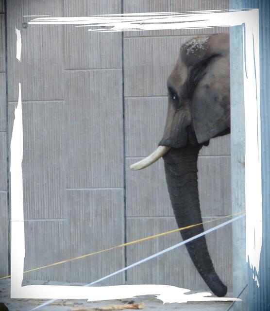 Afrikanischer Elefant | Foto: © Gabriele Czeiner