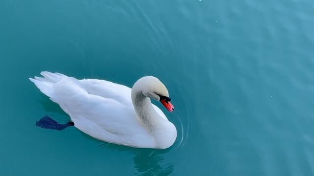 Auf der Pernerinsel oft gesehen: ein Schwan. | Foto: Thomas Fuchs