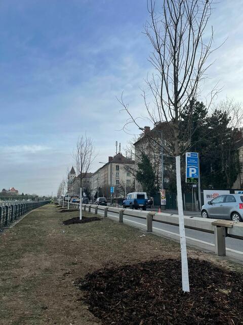 Auf der ehemaligen Baustellenzufahrt für die U4-Sanierung konnten aufgrund des milden Wetters die neuen Bäume schon früher gepflanzt werden. | Foto: BV Hietzing