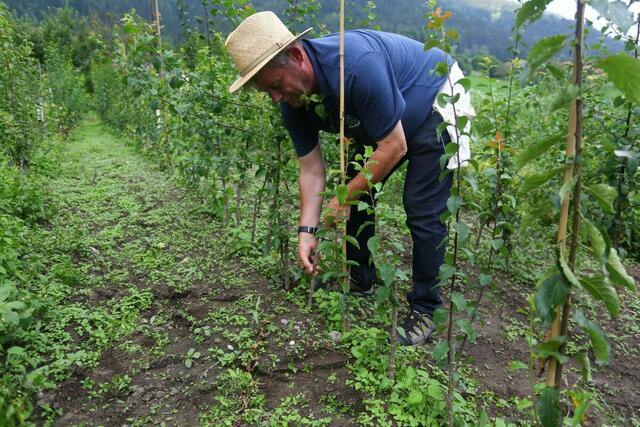 Horst Zwischenberger bei der Veredelung einer alten Obstsorte. | Foto: privat