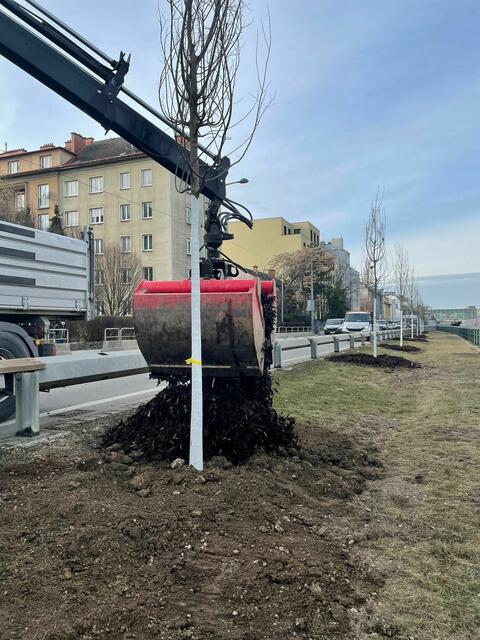 Die Bäume sollen in ein paar Jahren auch den Wientalradweg im Wienflussbecken beschatten und so für kühlere Luft in der ganzen Stadt sorgen. | Foto: BV Hietzing