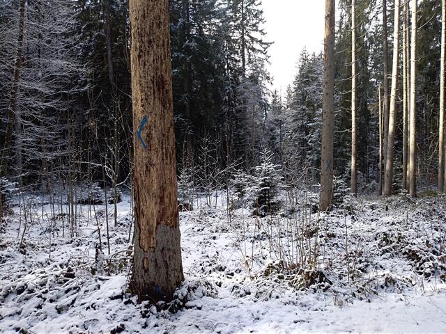 Die Bezirksforstinspektion macht auf den Klimawandel aufmerksam. | Foto: Bezirksforstinspektion