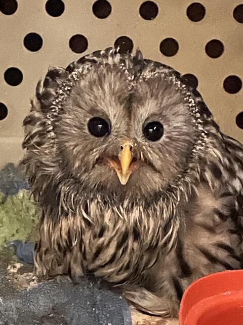 Der verletzte Habichtskauz frisst schon wieder selbstständig, die Wunde ist gut abgeheilt. | Foto: © Waltraud Fischer