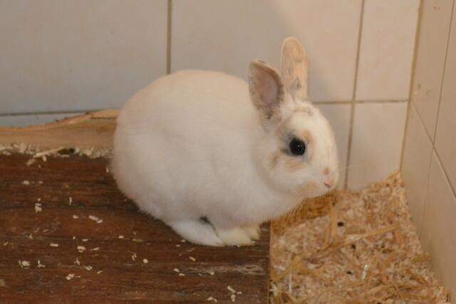 Kaninchendame Blümchen wartet auf ein neues Zuhause. | Foto: Tierschutzverein St. Pölten