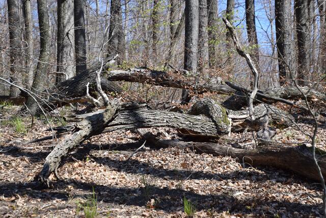 Totholz stellt eine wertvolle Ressource für Pflanzen und Tiere dar: So schlüpfen etwa in umgestürzten Bäumen Käfer, die in der Nahrungskette von Säugetieren einen wesentlichen Platz haben. | Foto: BPWW/A. Weiß