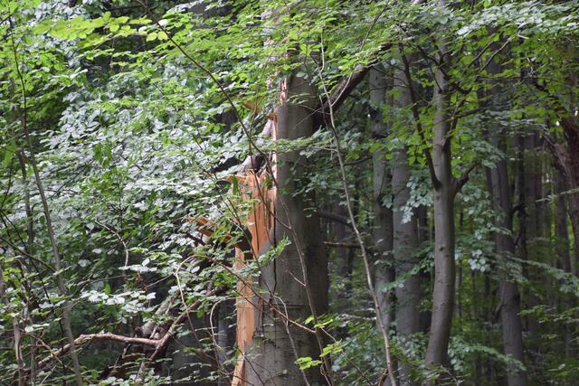 Der Wienerwald ist zugleich Biosphärenpark. | Foto: BPWW/A. Weiß