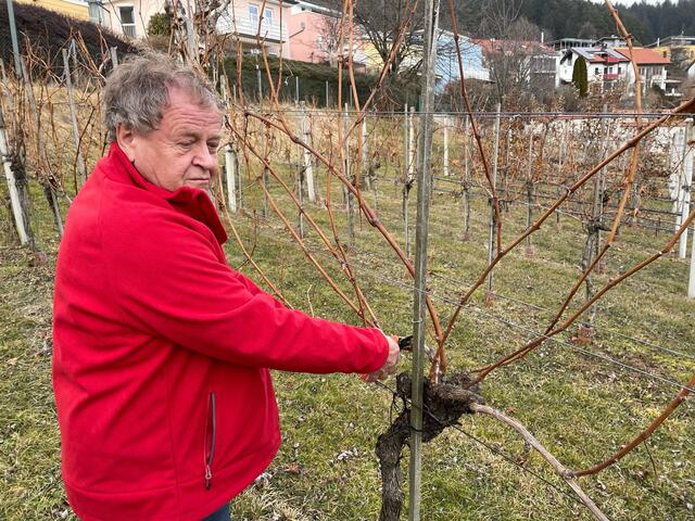 Edi Leismüller bei Arbeiten an den Weinreben | Foto: Michael Steger