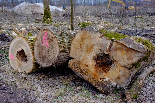 Die Hybridpappeln waren grossteils von innen her verfault.