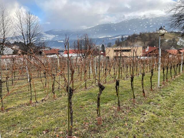 Die Weinreben am Hof | Foto: Michael Steger