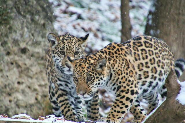 Am guten Resultat waren neben den vielen sonnigen Tagen, vor allem an den Wochenenden, die am 12. Juni 2021 geborenen Jaguarschwestern Maira und Morena wohl nicht ganz unbeteiligt.  | Foto: Zoo Salzburg