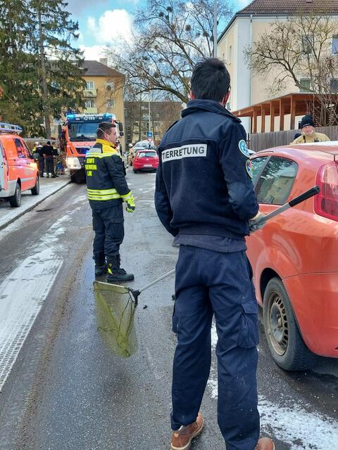 Die Katze flüchtete sich in den Motorraum eines Autos. | Foto: Icara