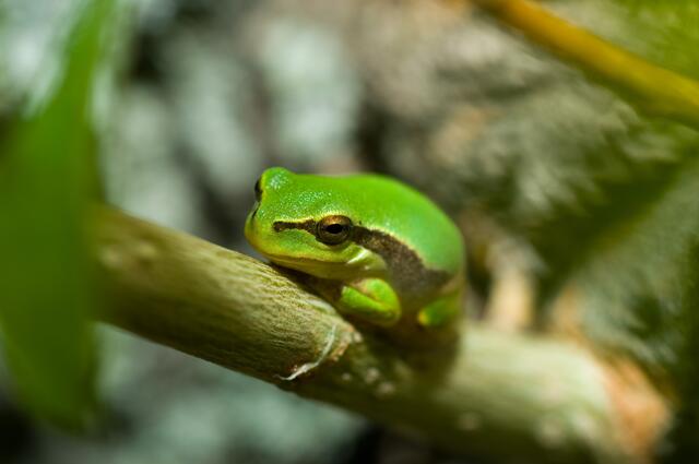 Auch für Amphibien, wie den bereits selten gewordenen Laubfrosch, werden Laichgewässer angelegt. 
