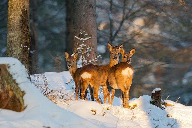  Rehe sind im Winter in wenig strukturierten Lebensräumen meist in Gruppen anzutreffen.  | Foto: Stefan Kerer