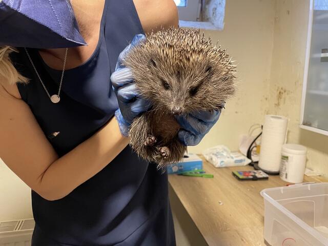 Jeanette Halmer befreit die Igel von Parasiten. | Foto: Franziska Pfeiffer