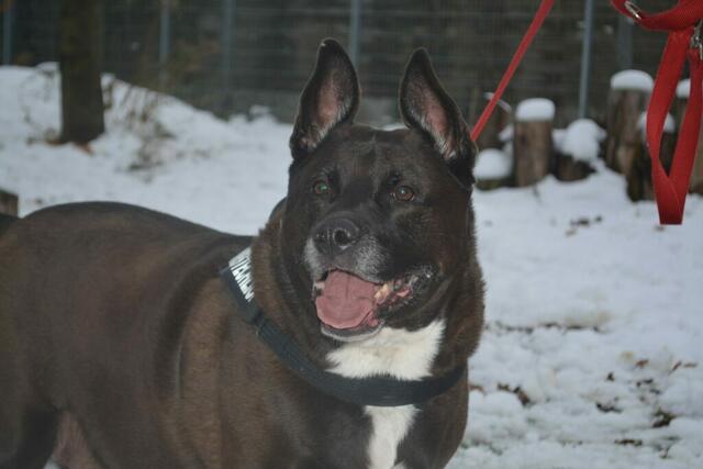 Kira liebt Streicheleinheiten. | Foto: Tierschutzverein St. Pölten