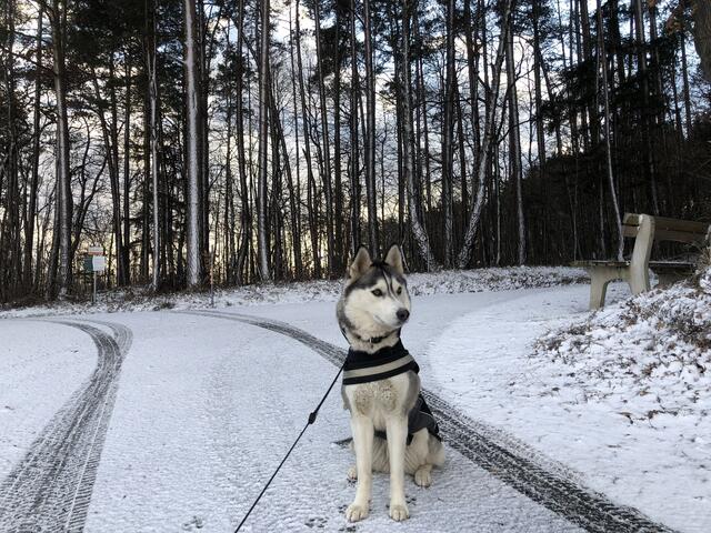 Wau - soviel Schnee denkt sich Coco (vielleicht) ... | Foto: Leonie Stanzel