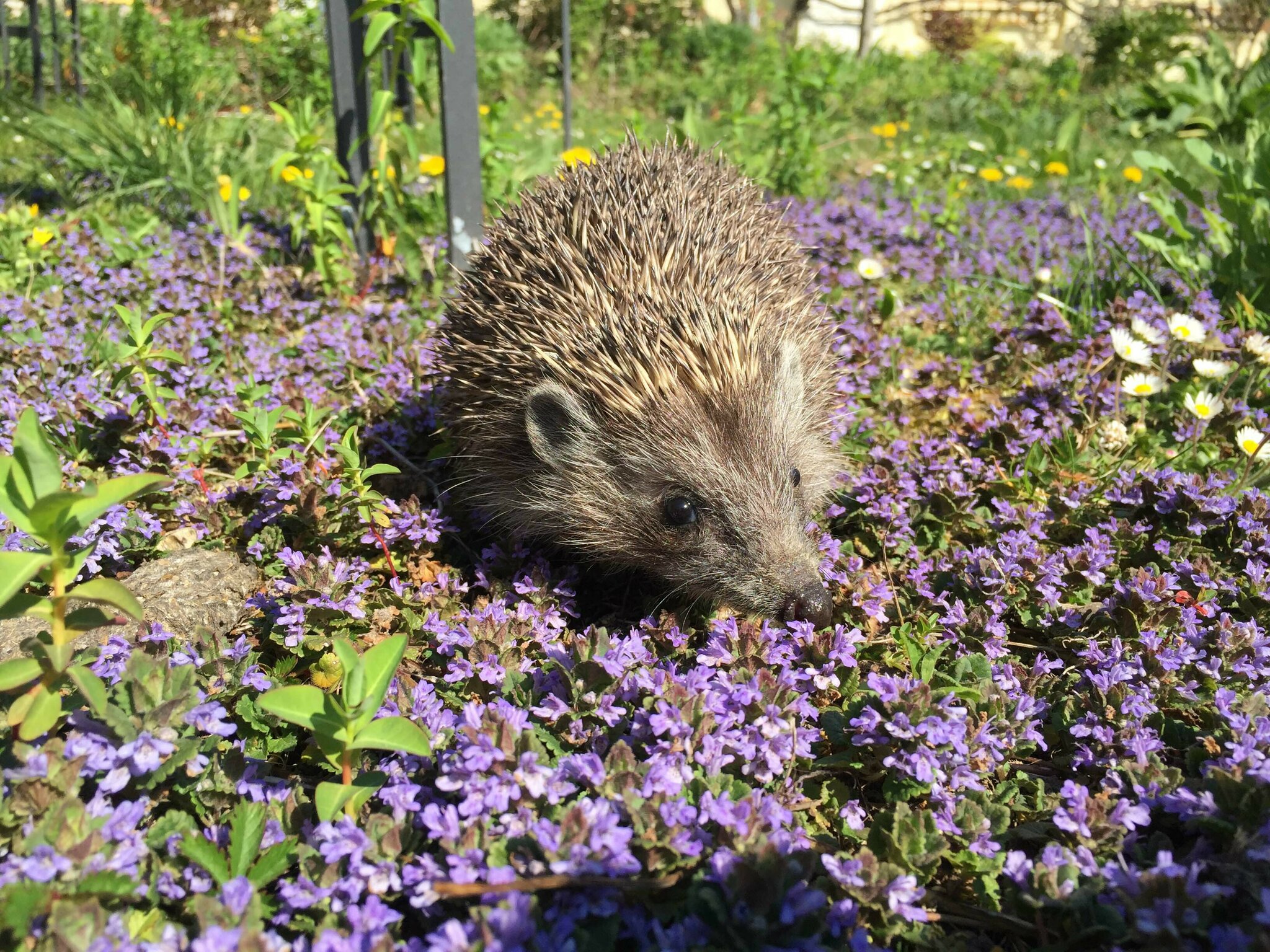 Natur Im Garten Der Ehrentag Des Igels Ist Am 2 Februar Krems