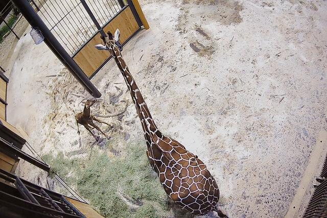 Nachwuchs im Tiergarten Schönbrunn: Die Geburt der Giraffen-Mädchens verlief ohne Komplikationen. Um der Herde viel Ruhe und Zeit zu geben ist der Giraffenpark bis auf Weiteres geschlossen. | Foto: Tiergarten Schönbrunn