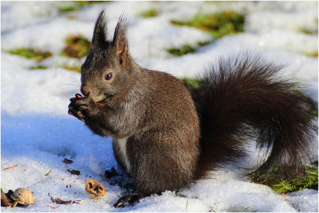 Eichhörnchen sieht man in der Stadt häufig, obwohl ihr ursprünglicher Lebensraum der Wald ist. In der kalten Jahreszeit schmücken Fellbüschel die Ohren des Eichhörnchens. Da die Tiere an die Stadt angepasst sind, wird auch gern einmal eine dargebotene Nuss aus der Hand genommen. | Foto: Regionautenfoto: Gertrude Müller