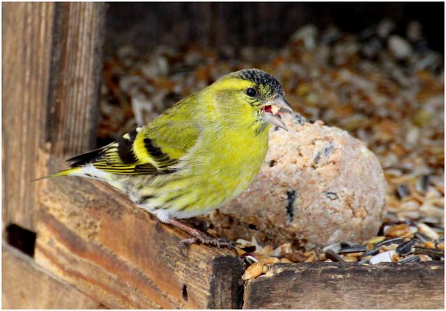 Amsel, Rotkehlchen, Schwalben, Haussperling, Spechte oder wie hier ein Erlenzeisig in der Saalachau sind oft in der Stadt anzutreffen. Im Winter lassen sich diese Vögel am Futterhaus wunderbar aus der Ferne beobachten. Brot oder Speisereste als Futter sind tabu. | Foto: Regionautenfoto: Gertrude Müller