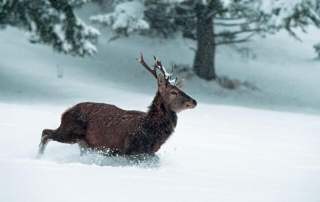 Man staunte nicht schlecht, als sich vor zwei Jahren der brünftige Hirsch "Maxl" aus dem Wald in den Lehener Park verirrte. Seine Kollegen sind scheue Tiere, die, wenn sie gestört werden, fliehen und viel Energie verbrauchen. Deshalb: Rücksicht nehmen und im Wald auf dem Weg bleiben. | Foto:  Land/Hubert Stock