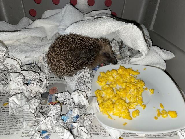 Igel leben schon seit etwa 60 Millionen Jahren auf der Erde und sind sehr anpassungsfähig. Ein Reisighaufen bietet Unterschlupf im Winter, wo der Igel seinen Winterschlaf halten kann. Doch Obacht: Wer im Winter einen Igel im wachen Zustand sieht, sollte eingreifen und helfen.  | Foto: sm