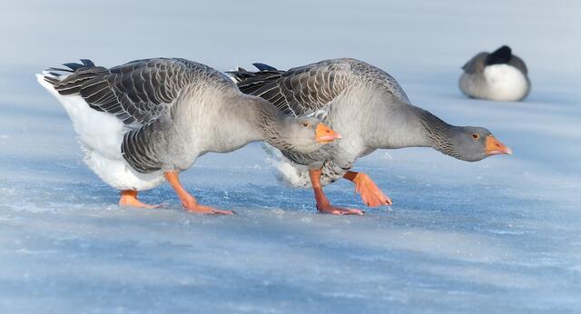 Sobald Wildtiere gefüttert werden, verlieren sie die Scheu vor Menschen und können den Menschen zu sehr nahekommen. | Foto: Regionautenfoto: Silvia Jörg
