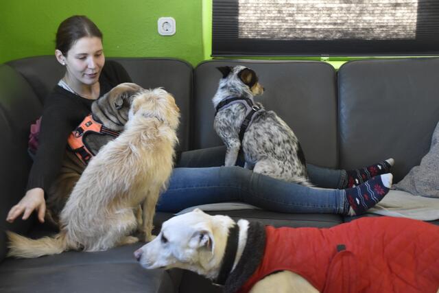 Die Vierbeiner dürfen auch auf dem Sofa "chillen". | Foto: Thomas Fuchs