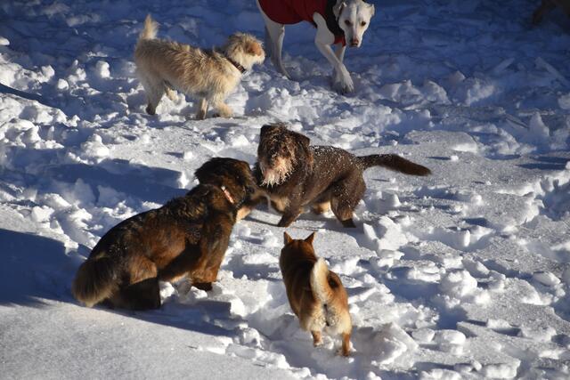 Viel Auslauf baut Stress bei den Tieren ab. | Foto: Thomas Fuchs