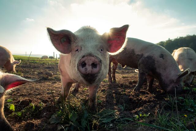 Der verlängerte Verlustersatz greift heimischen Schweinebauern unter die Arme.  | Foto: unsplash.com 