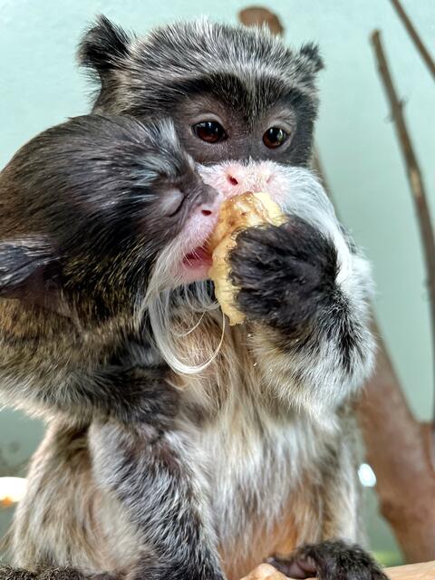 Die erste Banane schmeckt super... | Foto: Zoo Salzburg