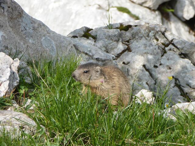 Ob das Winterschlafverhalten der Murmeltiere Auskunft darüber gibt, wie sich der Winter weiter entwickeln wird, konnte die Gesäuse-Forschung bislang noch nicht zu Tage fördern. | Foto: Julia Hochreiter