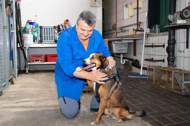 Johann Gredler arbeitet seit vielen Jahren bei der Wasenmeisterei. Am Foto betreut er Findelhund „Charlie“, der im Tierheim untergebracht wurde. Inzwischen fand „Charlie“ bei einer Familie ein neues Zuhause. | Foto: IKM
