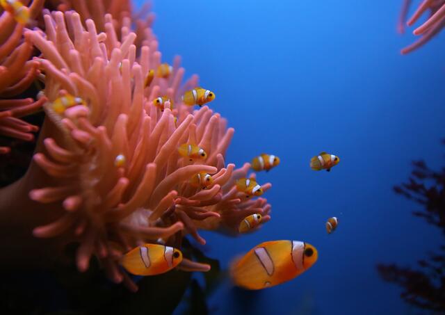 Wie sieht es bei den Tieren mit der Liebe aus? Zu einer unterhaltsamen Führung rund um das Liebesleben der Tiere lädt das Haus der Natur am Valentinstag (15 Uhr). Welches Tier für seine Partnerin eine Laube baut – und mehr –, erfährt man hier. Kosten: Eintritt ins Haus der Natur.  | Foto: Haus der Natur/Oertel