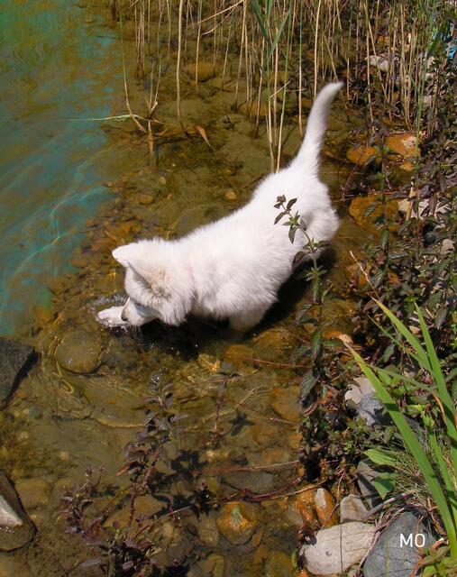 Corona bei Haustieren 