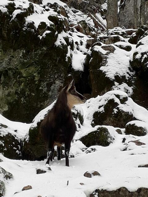 Egal ob Schnee oder nicht: Seppi genoss es am Fels zu posieren.  | Foto: Karli Bugl