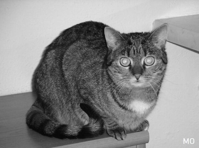 Haustiere infizieren sich mit dem Coronavirus