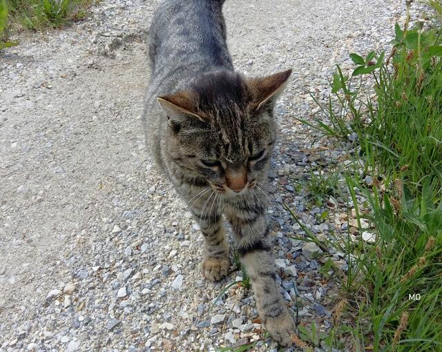 Katzen infizieren sich mit dem SARS-CoV-2