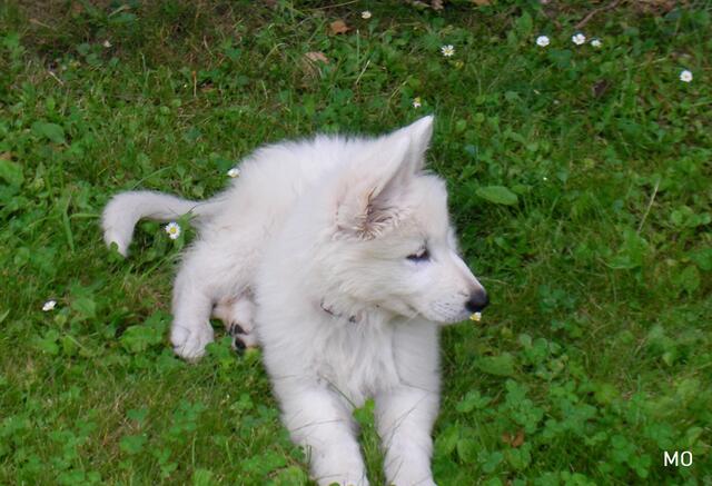 Haustiere infizieren sich mit dem Coronavirus