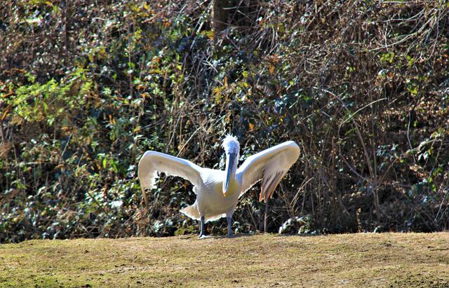 Wildtiere, SARS-CoV-2