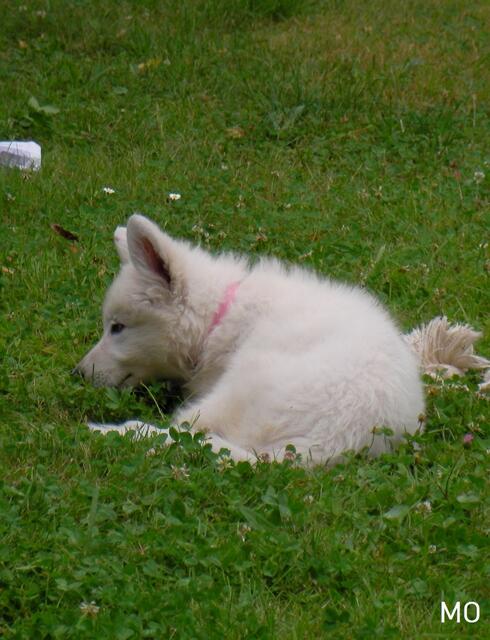 SARS-CoV-2 bei Haustieren