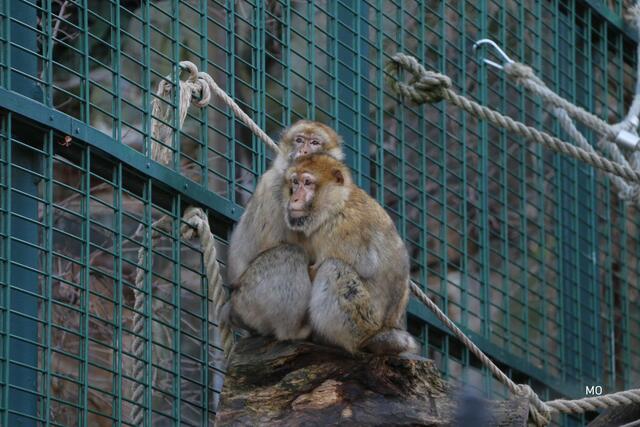Tiere im Zoo, infizieren sich mit den Coronavirus