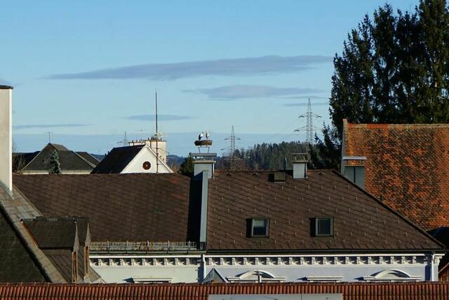 Das Beweisfoto vom Dienstag. Das Köflacher Storchenpaar ist bereits wieder da. | Foto: Stadtgemeinde Köflach