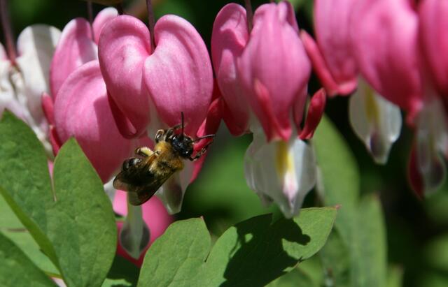 Frühlingsgefühle für Bienen heißt Frühlingsgefühle für Imkerinnen und Imker. | Foto: Peter J. Wieland