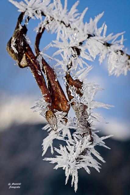 Eiskristalle!
Die Natur präsentiert sich vielerorts als Kunst! Diese Äste werden von unzähligen, glitzernden Eiskristallen überzogen. Einfach schön anzusehen.  | Foto: Foto: Günter Klaus
