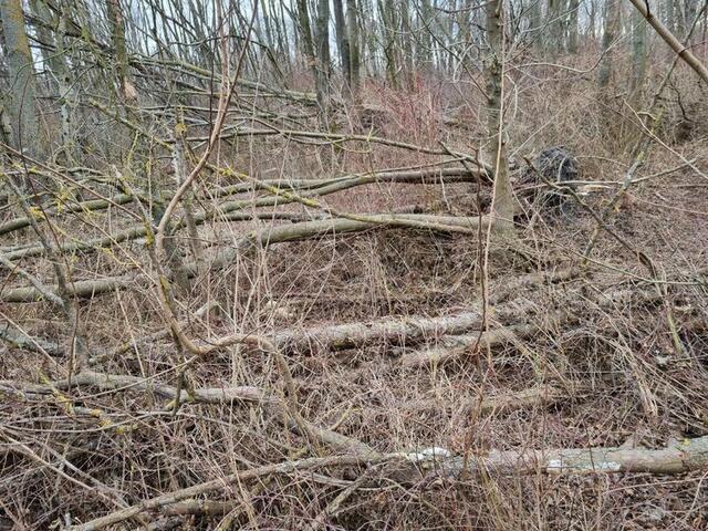 Durch den Schadpilz leiden die Eschen im Aspenwald. | Foto: Falb-Meixner