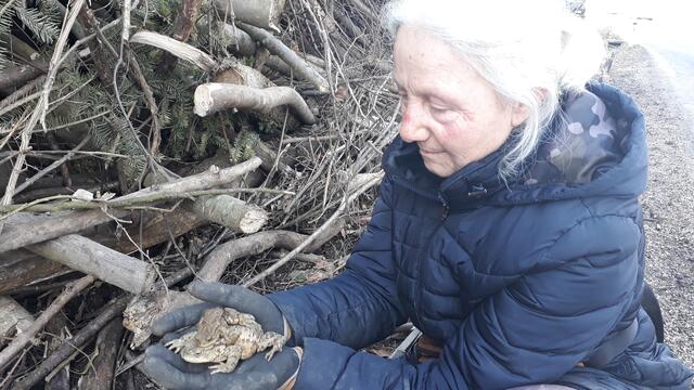 Ab Ende Februar wandern Frösche, Kröten &amp; Co. zu ihren Laichgewässern, um sich fortzupflanzen. | Foto: Naturschutzbund NÖ