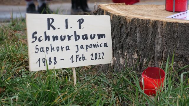 Jeder einzelne Baumstumpf wurde mit Grabkerzen und einem Grabstein versehen. | Foto: M. Spitzauer