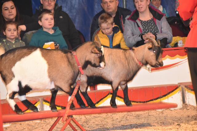 Tierisch geht es natürlich auch zu. | Foto: Michael Strini
